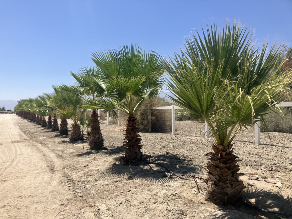 Wholesale plant sales in Coachella Valley 
