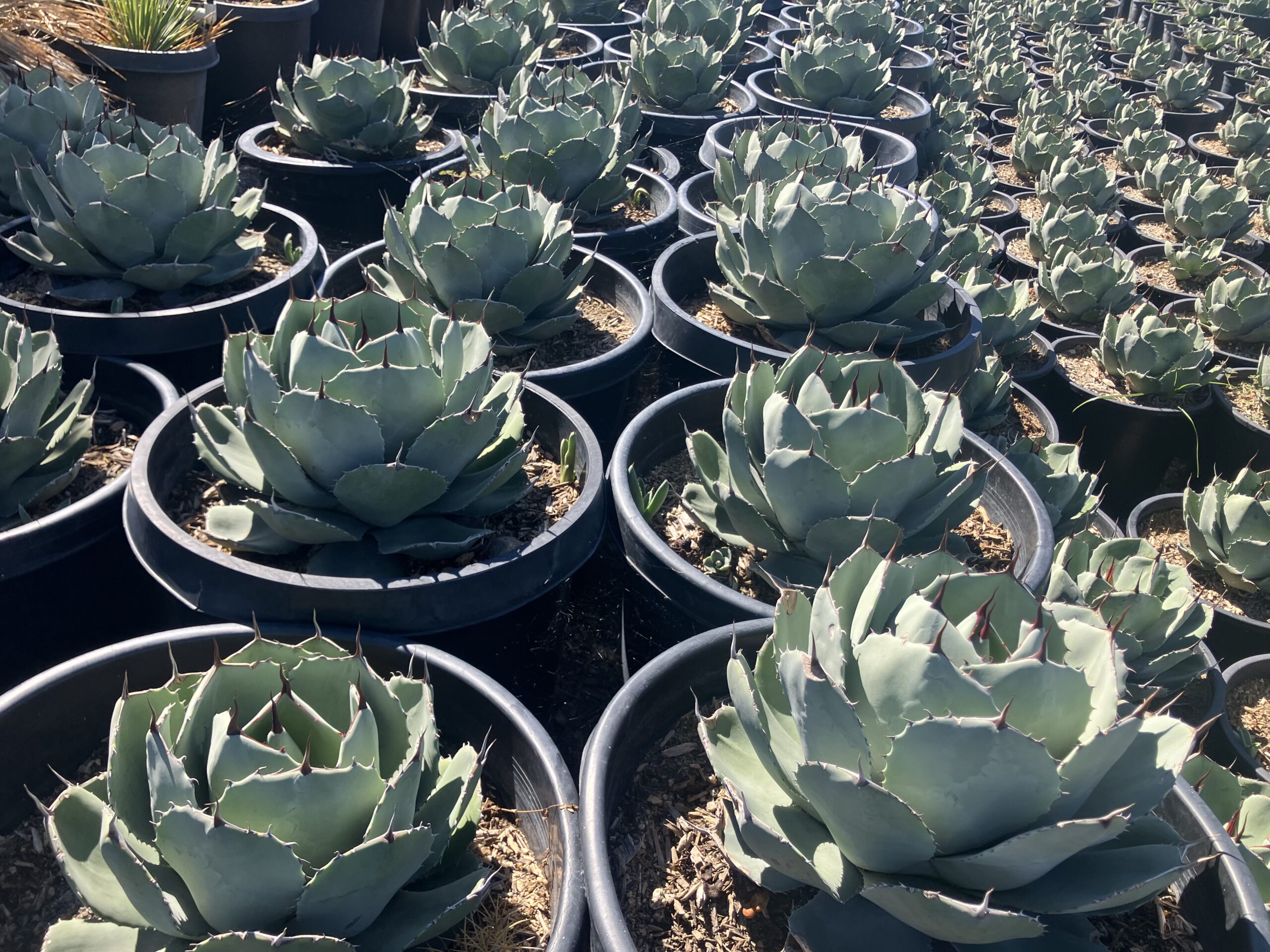 High end desert plants, palms and cacti from The Palm Wrangler 