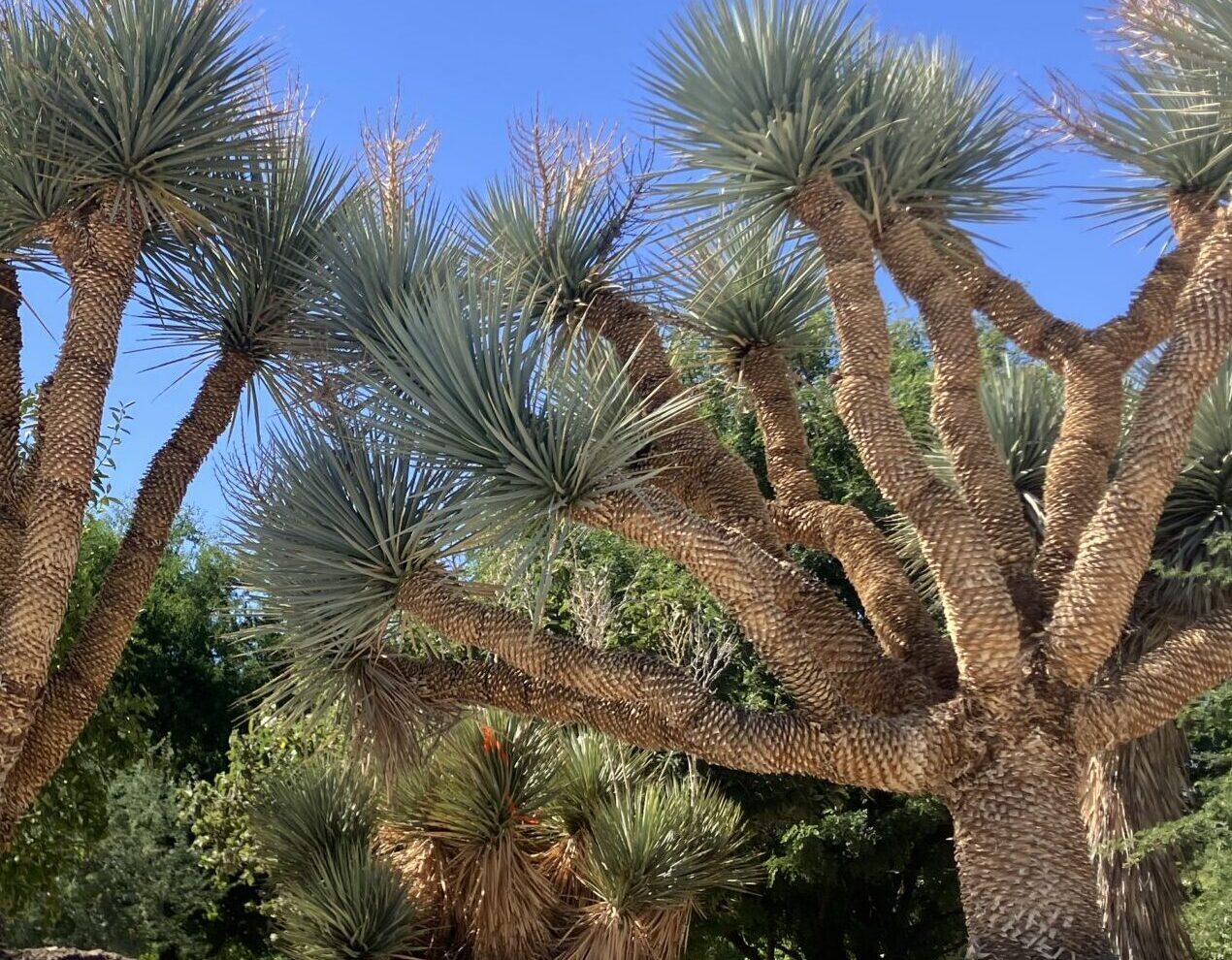 Palm trees and plants 