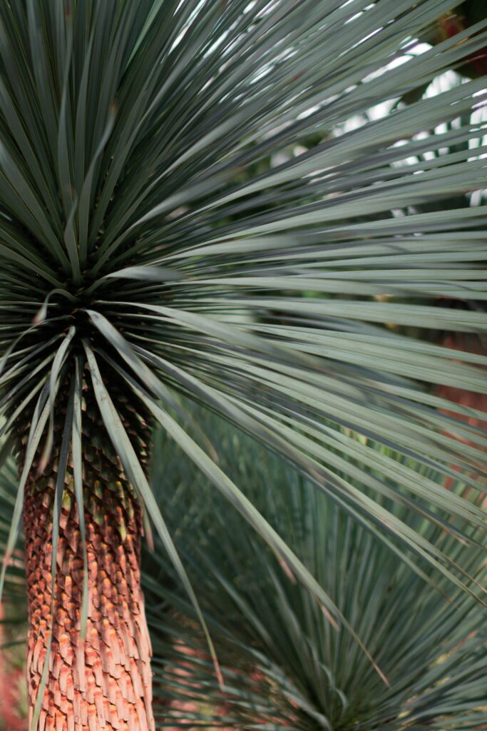 Detailed view of a yucca palm tree with spiky leaves, showcasing natural textures.