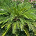 where to source palm trees in southern ca