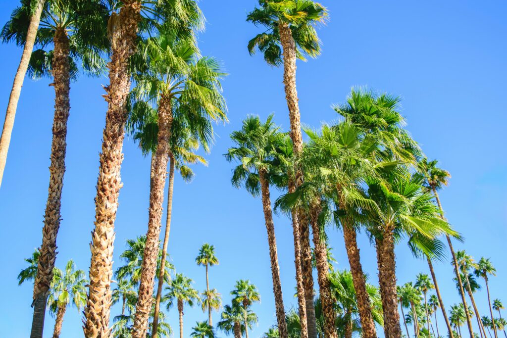Tall palm trees under a clear blue sky in Palm Springs, California, showcasing a vibrant tropical scene.